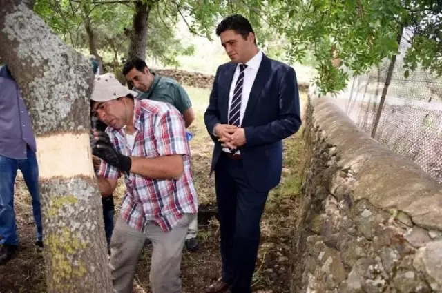 Aliağa'da Menengiç Ağaçlarına Antep Fıstığı Aşısı Aliağa'da Menengiç Ağaçlarına Antep Fıstığı Aşısı