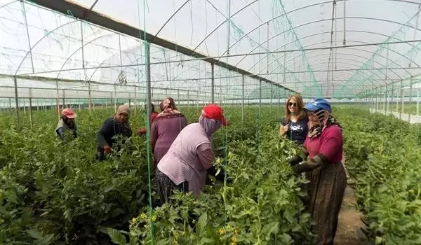 Mevsimlik Tarım İşçilerine Tarım, Beslenme ve Bebek Bakımı Eğitimi Mevsimlik Tarım İşçilerine Tarım, Beslenme ve Bebek Bakımı Eğitimi