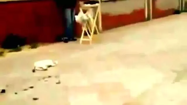 Kus Kacti Kedi Yikildi Haber