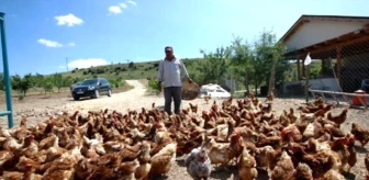 Küçük Bir Kümesten 70 Dönümlük Tavuk Çiftliğine