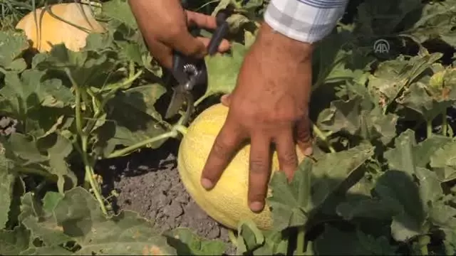 Kırıkhan Kavunu Üreticisi Fiyattan Memnun Değil