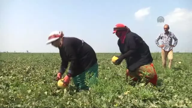 Kırıkhan Kavunu Üreticisi Fiyattan Memnun Değil