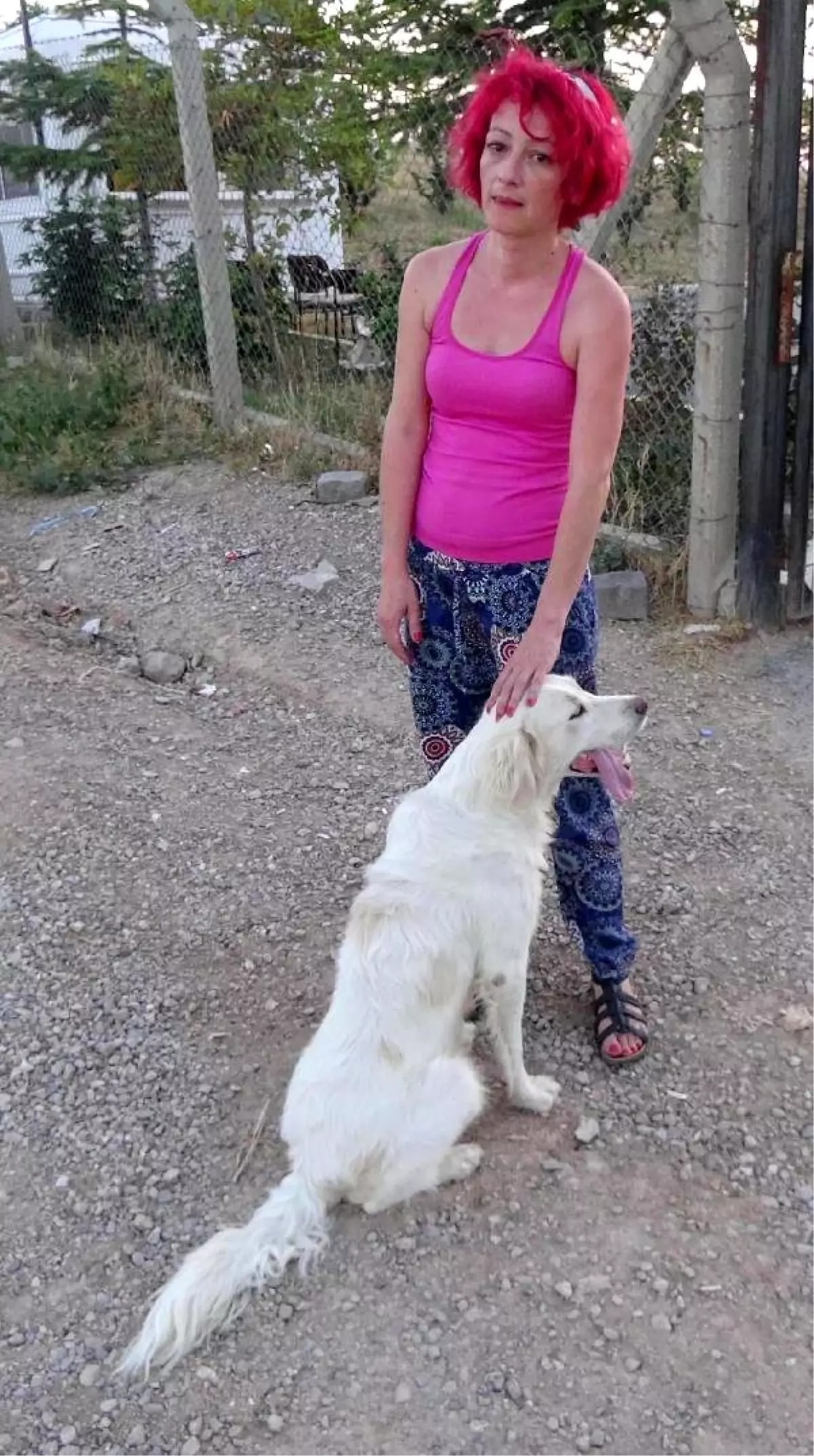 Tir Dorsesinde 50 Kopek Telef Oldu Ek Haberler