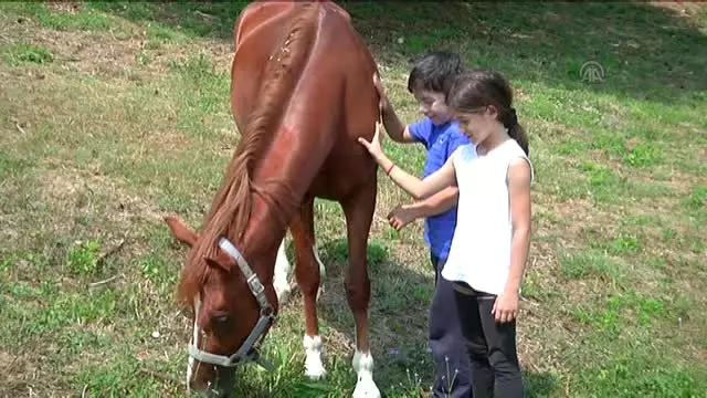 Atlar, Konuşulmayanı Duymayı Öğretiyor' Atlar, Konuşulmayanı Duymayı Öğretiyor'