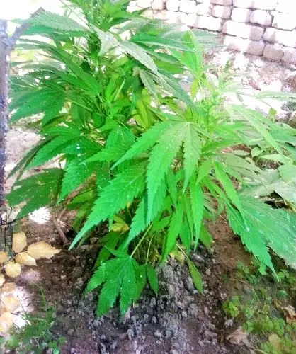 Kirsehir De 17 Kok Disi Hint Keneviri Ve 10 Gram Esrar Ele Gecirildi Haberler Com Guncel