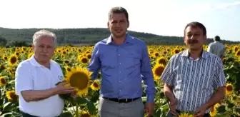 Orhan Sarı: Gıda, Tarım ve Hayvancılık Bakanlığı Trakya'daki Ayçiçek Arazilerini İnceledi Orhan Sarı: Gıda, Tarım ve Hayvancılık Bakanlığı Trakya'daki Ayçiçek Arazilerini İnceledi