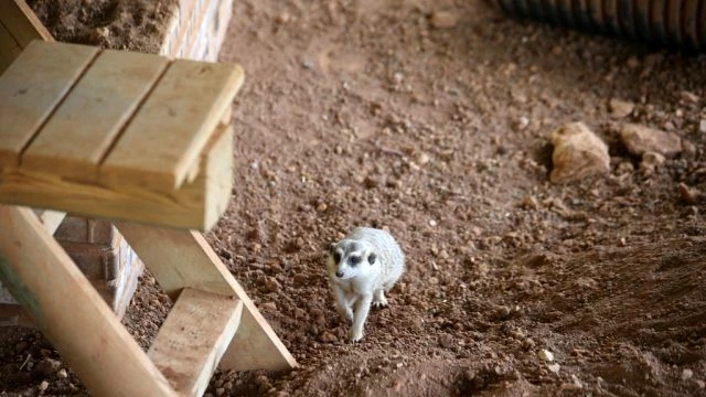 Gaziantep Hayvanat Bahçesinde Doğumlar Sona Erdi Haberler
