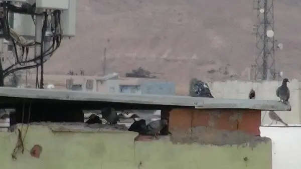 Sokağa Çıkma Yasağının Sürdüğü Cizre'de Çatışmalar Bitmedi Sokağa Çıkma Yasağının Sürdüğü Cizre'de Çatışmalar Bitmedi