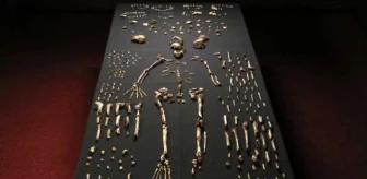 Homo Naledi: İnsanlığın Evrim Yolculuğunun Yeni Üyesi