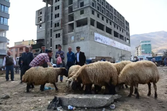 Tatvan'da Kurbanlık Çok Alıcı Yok Tatvan'da Kurbanlık Çok Alıcı Yok
