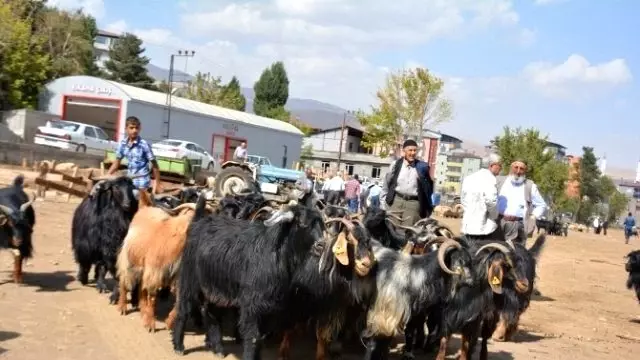 Tatvan'da Kurbanlık Çok Alıcı Yok Tatvan'da Kurbanlık Çok Alıcı Yok