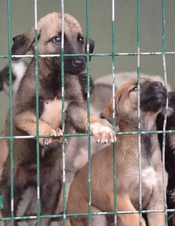 Barınaktaki Sakat Köpeklere Yoğun İlgi Haberler