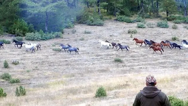 Efsanelesen Osmanli Atlari Anadolu Ajansi