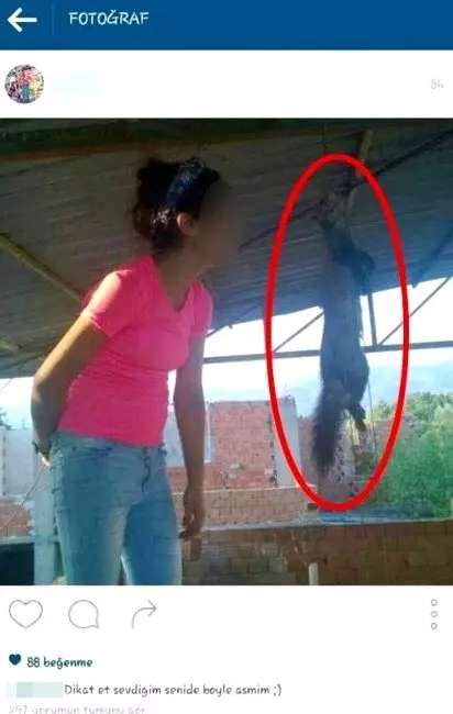 Kediyi Çamaşır İpine Asıp Sevgilisine Mesaj Gönderen Kız Tepki Çekti Kediyi Çamaşır İpine Asıp Sevgilisine Mesaj Gönderen Kız Tepki Çekti