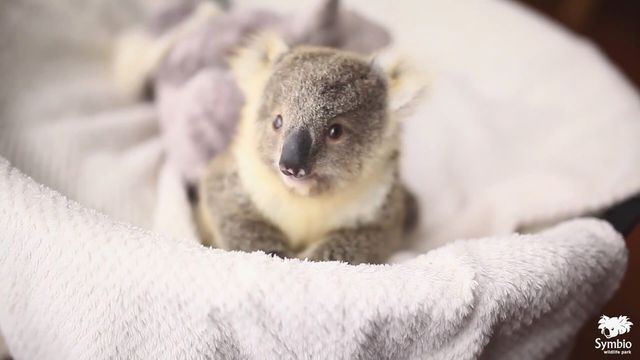 Ilk Fotograf Cekimiyle Tatli Mi Tatli 10 Aylik Bebek Koala Haberler