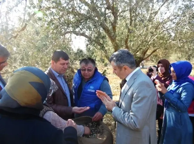 Gömeç'te Öğrenciler Zeytin Hasadı Yaptı Gömeç'te Öğrenciler Zeytin Hasadı Yaptı