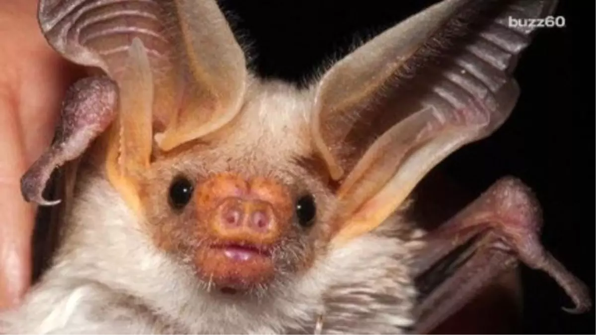 How Do Bats Land Upside Down? Haberler