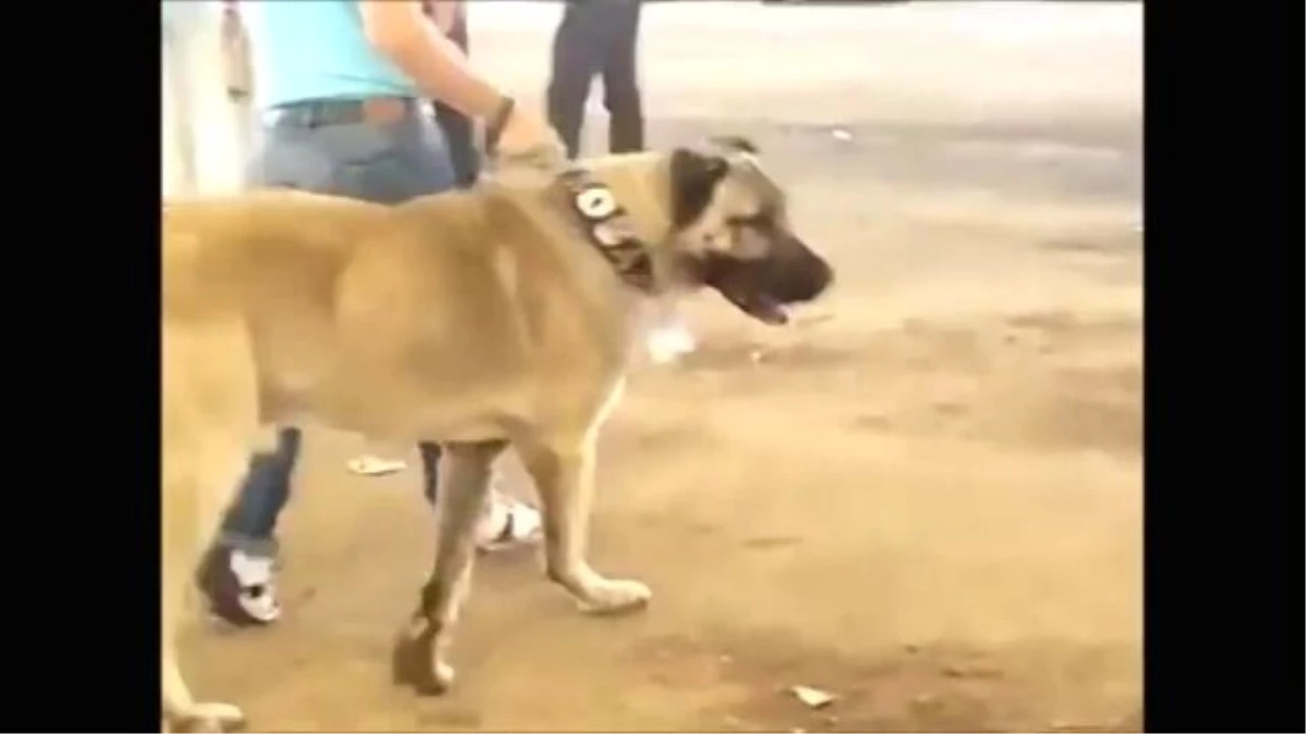 Köpek Dövüşleri Kangal Pitbul