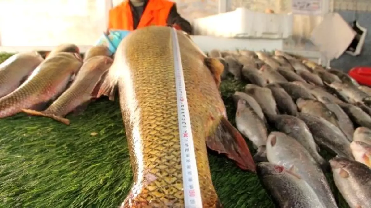 Elazığ'da Dev Turna Balığı Yakalandı Haberler