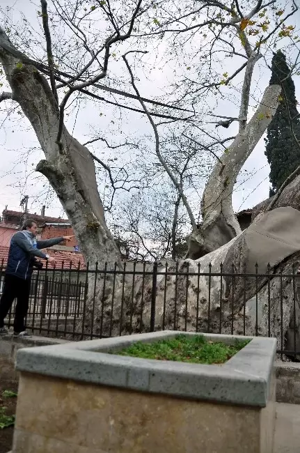 Bin 300 Yıllık Tarihi Çınar Kaderine Terkedildi Bin 300 Yıllık Tarihi Çınar Kaderine Terkedildi
