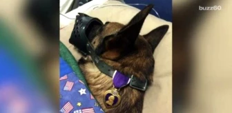 Photo Of A Military Dog Awarded The Purple Heart Goes Viral