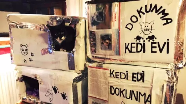 sokak kedileri kedi evleri sayesinde