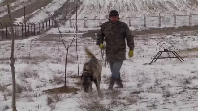 Soğuk Hava ve Kar 'Sivas Kangalı'Nı Sevindirdi Soğuk Hava ve Kar 'Sivas Kangalı'Nı Sevindirdi