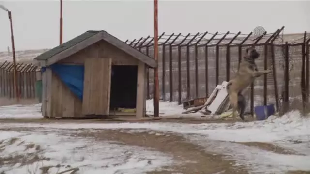 Soğuk Hava ve Kar 'Sivas Kangalı'Nı Sevindirdi Soğuk Hava ve Kar 'Sivas Kangalı'Nı Sevindirdi