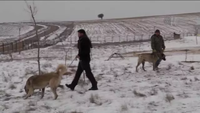 Soğuk Hava ve Kar 'Sivas Kangalı'Nı Sevindirdi Soğuk Hava ve Kar 'Sivas Kangalı'Nı Sevindirdi