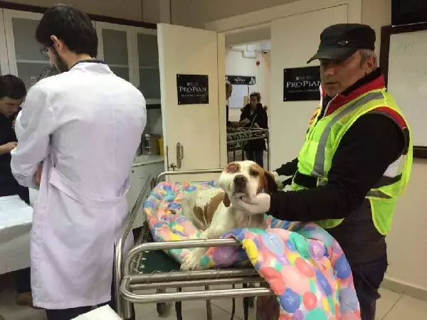 Tavsanli Daki Hasta Kopek Ameliyat Icin Istanbul A Goturuldu Tavsanli Daki Hasta Kopek Ameliyat Icin Istanbul A Goturuldu