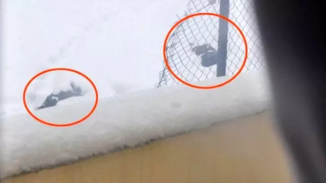Şırnak'ta Vurulan 2 Kişinin Cenazesi 8 Gün Yerde Kaldı Şırnak'ta Vurulan 2 Kişinin Cenazesi 8 Gün Yerde Kaldı