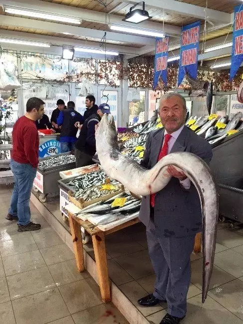 Marmara'da 2 Metrelik Dev Yılanbalığı Yakalandı Marmara'da 2 Metrelik Dev Yılanbalığı Yakalandı