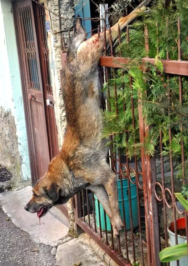 Bacağına Demir Saplanan Köpeği İtfaiye Kurtardı Haberler