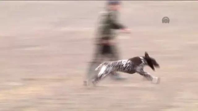 Av Köpekleri Yarıştı