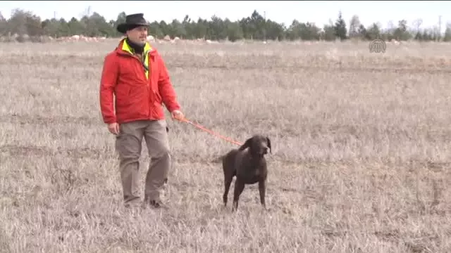 Av Köpekleri Yarıştı