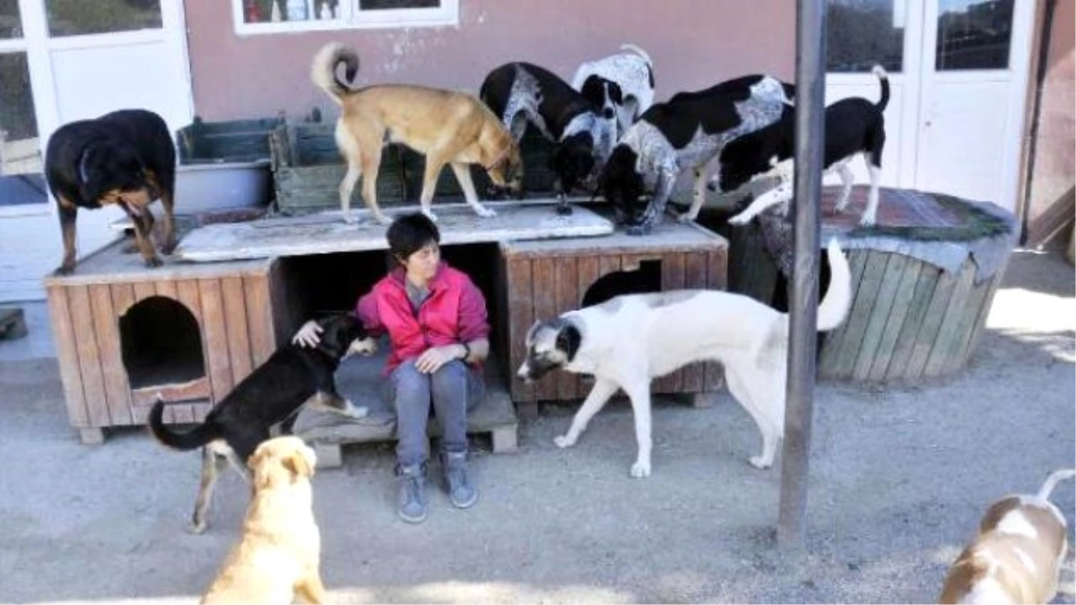 Sahipsiz Hayvanlar Icin Antalya Da Satin Aldigi Arsaya Barinak Yapti Haberler