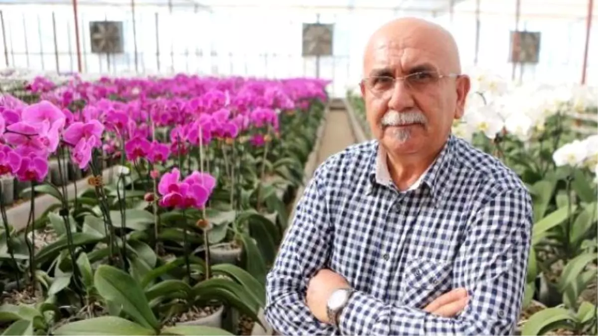 Bu Orkide Kesme Yetistiriliyor Antalya