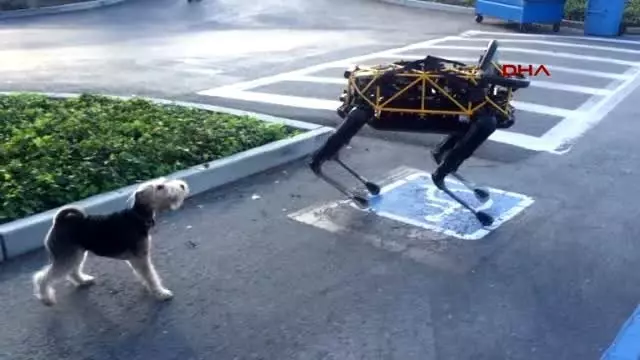 Gercek Kopek Fido Nun Google In Robot Kopegi Spot Ile Imtihani Haber