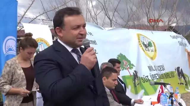 Milas'ın En Güzel Buzağısı Seçildi