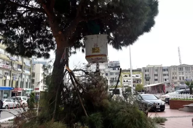 Aliağa'da Ağaçlar Budanıyor Aliağa'da Ağaçlar Budanıyor