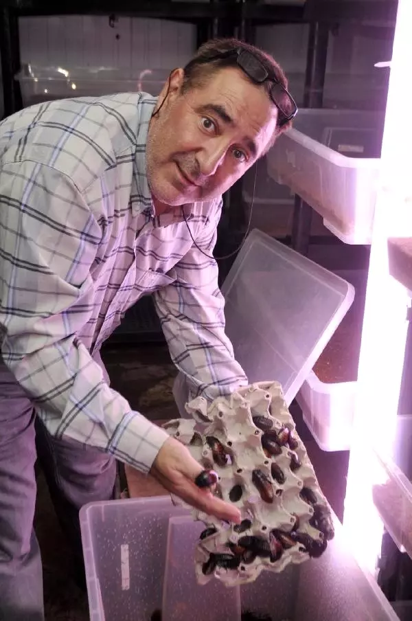 Hamam Böceği, Çekirge, Kurtçuk Üretip Satıyorlar Haberler