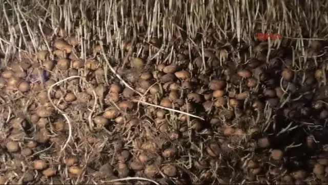 Niğde Geçen Yıl 5 Liraya Kadar Çıkan Patates, Bugün Depoda 20 Kuruş Niğde Geçen Yıl 5 Liraya Kadar Çıkan Patates, Bugün Depoda 20 Kuruş