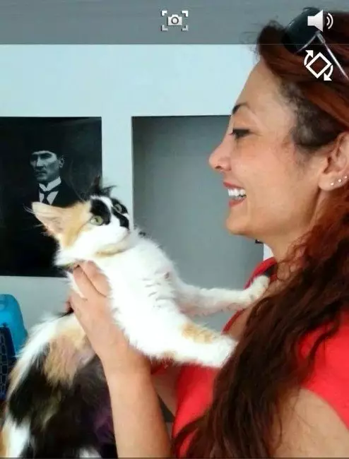 Hayvanlari Koruma Dernegi Nden Yavru Kedi Aciklamasi Haberler