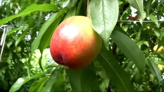 Nektarine Ek Gelir Olsun Diye Basladi Erken Hasat Buyuk Kazanc Getirdi Ekonomi Yorumlari