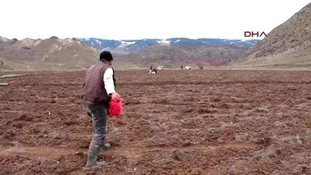 Erzurum-Doğaseverler, Aç Kalan Kuşlar İçin 25 Dönüm Arpa Ekti Erzurum-Doğaseverler, Aç Kalan Kuşlar İçin 25 Dönüm Arpa Ekti
