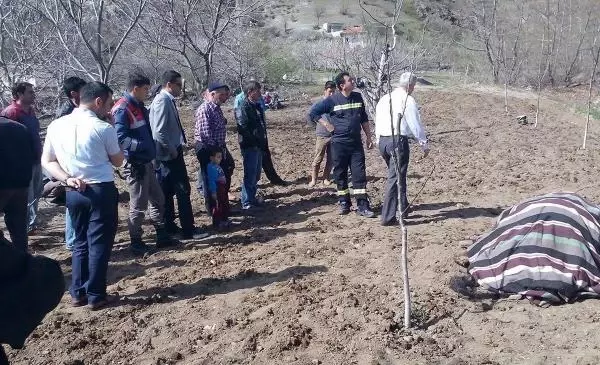 Tarlada Akıma Kapılan Öküz Telef Oldu Tarlada Akıma Kapılan Öküz Telef Oldu