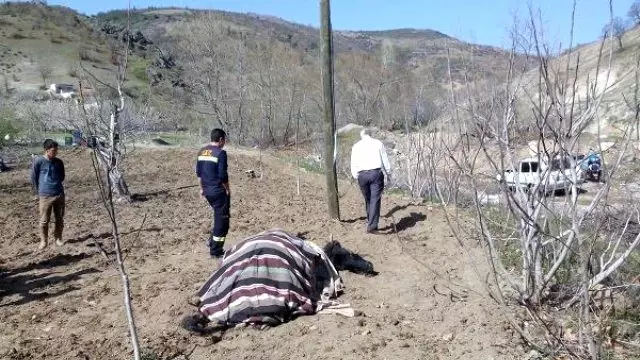 Tarlada Akıma Kapılan Öküz Telef Oldu Tarlada Akıma Kapılan Öküz Telef Oldu
