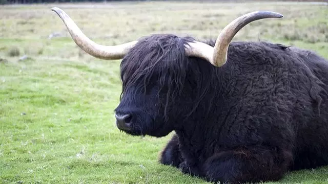 İnternetten Kazara Tibet Öküzü Sipariş Etti İnternetten Kazara Tibet Öküzü Sipariş Etti