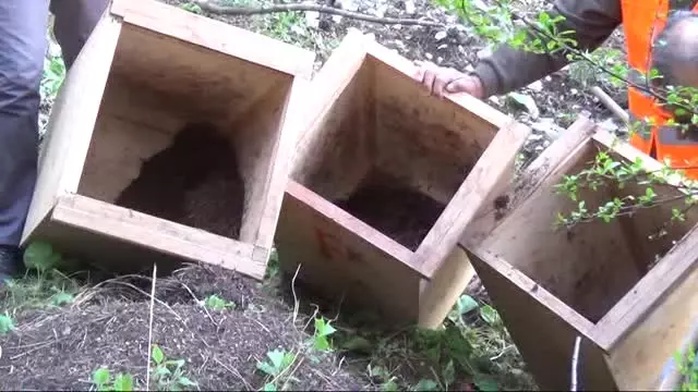 6 Milyon Karıncanın Zorlu Yolculuğu Başladı 6 Milyon Karıncanın Zorlu Yolculuğu Başladı