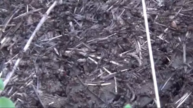 6 Milyon Karıncanın Zorlu Yolculuğu Başladı 6 Milyon Karıncanın Zorlu Yolculuğu Başladı